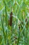 Curled Cattail amongst High Green Grass