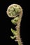 Curled fern frond detail