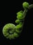 CURLED FERN IMAGE