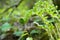 Curled green fern fronds in the sunlight