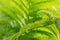 Curled green fern leaf on greenery blurred background