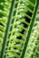 Curled green fronds of a sago palm leaf, vertical