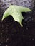 Curled Green Maple Leaf On Wet Pavement