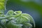 CURLED GREEN TENDRILS ON A GRAPE VINE