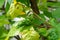 Curled leaves on sweet cherry tree caused by black cherry aphids Myzus cerasi infestation.