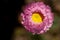 Curled pink petals of a Rosy Sunray Rhodanthe chlorocephala everlasting daisy, revealing bright yellow centre eye