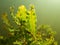 Curled pondweed leaf