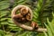 Curled silver fern frond