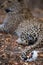 The curled, white tip of a leopard`s tail.