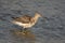 Curlew close up portrait