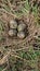 Curlew eggs moorland Weardale County Durham