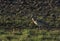 Curlew in the fens.