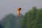 Curlew flight on the sky