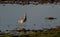Curlew on a flooded field.