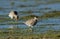 Curlew on Flooded Field