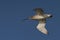 Curlew flying in the sky