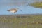 Curlew in marsh