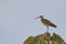 Curlew on a rocky outcrop on Skomer Island