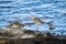 Curlew on a rocky shore