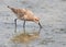 Curlew Sandpiper