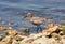 Curlew sandpiper