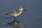 Curlew Sandpiper