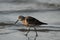 Curlew Sandpiper