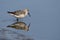 Curlew Sandpiper