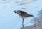 Curlew sandpiper Calidris ferruginea