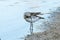 Curlew sandpiper Calidris ferruginea