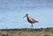 Curlew Sandpiper (Calidris ferruginea)