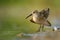 Curlew Sandpiper - Calidris ferruginea