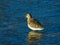 Curlew Sandpiper, Calidris ferruginea, at sea shoreline searching for food, close-up portrait in tide, selective focus