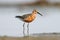 The curlew sandpiper Calidris ferruginea stand on the water