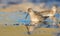 The curlew sandpiper - Calidris ferruginea - young bird at a seashore