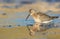 The curlew sandpiper - Calidris ferruginea - young bird at a seashore