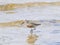 Curlew Sandpiper, Calidris feruginea, at sea shoreline searching for food, close-up portrait in tide