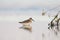 Curlew sandpiper stands in the calm water