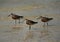 Curlew Sandpipers in breeding plumage at Busaiteen coast of Bahrain