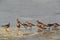 Curlew Sandpipers in breeding plumage feeding at Busaiteen coast of Bahrain