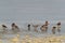 Curlew Sandpipers feeding at Busaiteen coast of Bahrain