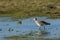 Curlew Wading through Flooded Field