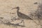 Curlew walking on the beach in Corralejo