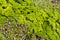 Curley Parsley and viola flower plant