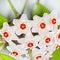 The curling bush with a flower (Latin Hoya carnosa)