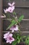 Curling flowers of clematis plants