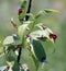 Curling of peach leaves caused by the fungus Taphrina deformans