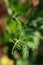 CURLS AND CURVES OF A DAINTY GREEN TENDRILS ON A GREEN PEA PLANT