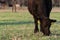 Curly Angus grazing with blank area to left