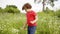 Curly boy walking on flowering field at summer day. Cute little boy walking on grass meadow at summer vacation in